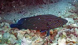 Cephalopholis formosa