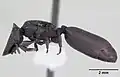 Description de l'image Cephalotes pellans casent0173696 profile 1.jpg.