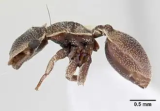 Description de l'image Cephalotes persimilis casent0178626 profile 1.jpg.