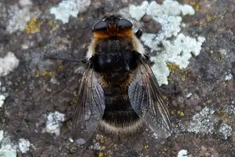 Cephenemyia auribarbis