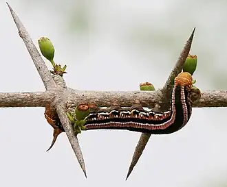 La chenille