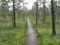Marais de Čepkeliai