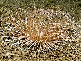 Pachycerianthus maua