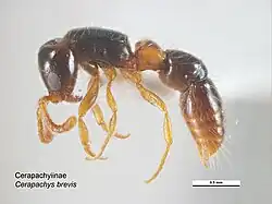 Lioponera brevis.