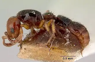 Lioponera gilesi.