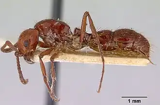 Lioponera iovis.