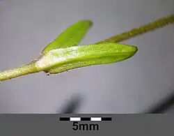 Feuilles (détail).