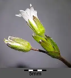 Fleurs.
