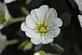 Fleurs