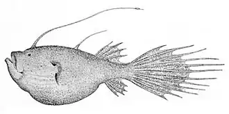 Description de l'image Ceratias holboelli.jpg.