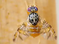 Ceratitis capitata.