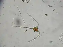 Ceratium sp. (Dinophyceae, Peridiniales, Ceratiaceae)