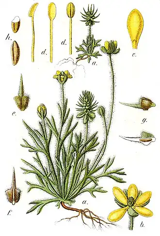 Description de l'image Ceratocephala sp Sturm60.jpg.