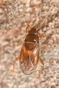 Ceratocombus sp., observé en Californie (Vallée de la Mort).