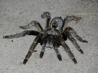Description de l'image Ceratogyrus dolichocephalus.jpeg.