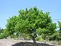 Arbre