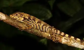 Description de l'image Ceratophora erdeleni.jpg.
