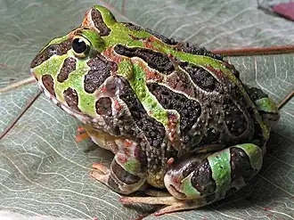 Description de l'image Ceratophrys stolzmanni.jpg.