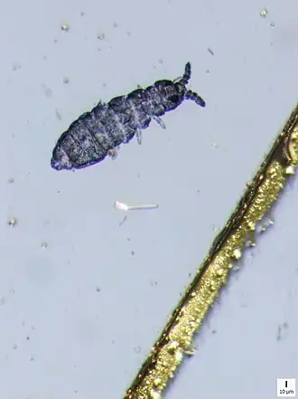 Description de l'image Ceratophysella.jpg.