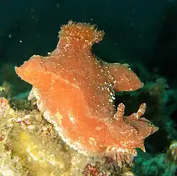 Ceratosoma gracillimum