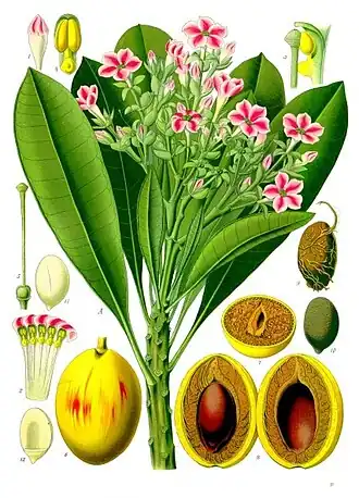 Description de l'image Cerbera_tanghin_-_Köhler–s_Medizinal-Pflanzen-176.jpg.