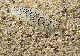 Cerberilla annulata
