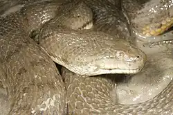 Photo d'un serpent.
