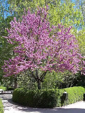 Description de l'image Cercis chinensis.jpg.