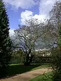 Cercis siliquastrum est constitué d'une superposition d'axes plagiotropes.