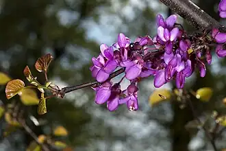 Fleurs, couleur d'origine.