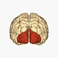 Les deux lobes occipitaux (en rouge).