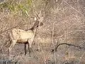 Cerf
