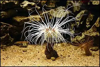 Cerianthus membranaceus