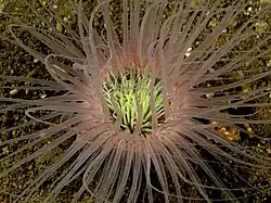 Cerianthus sp.