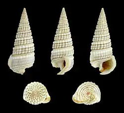 Pirenella cingulata.