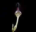Ceropegia stapeliiformis serpentina.