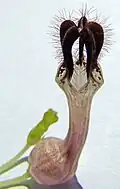 Détail d'une fleur.