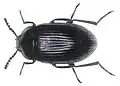 Ceropria induta