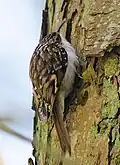 Grimpereau des bois (C. familiaris)