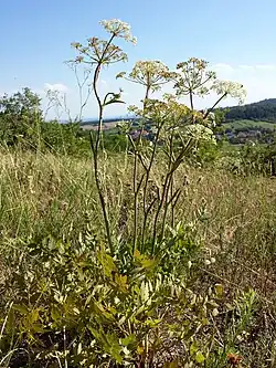 Habitus.
