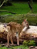 Faon du sika.