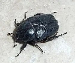 Grande cétoine bleue (Protaetia mirifica&nbsp;(es))