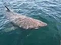 Cependant, le « museau » du requin pèlerin l'en distingue facilement après un examen attentif…