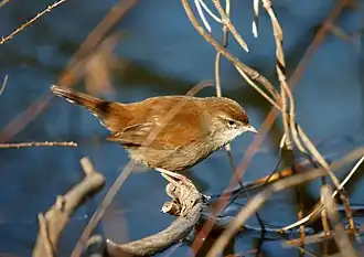 Bouscarle de Cetti.