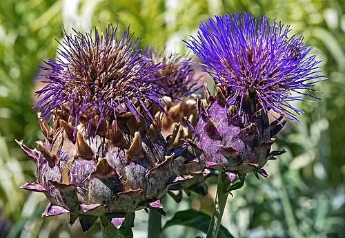 Tubuliflore : fleurs toutes tubulées (artichaut)