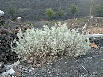 Artemisia gorgonum.