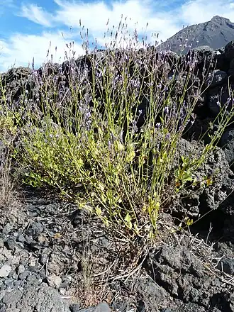 Lavandula rotundifolia