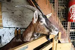 Une chèvre.