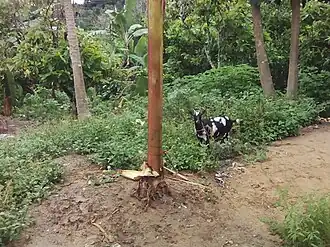 Une chèvre.