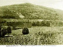 Le vignoble de Chénas au début du XXe&nbsp;siècle.